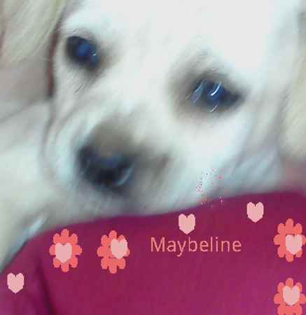 Maybeline  the Cheagle
