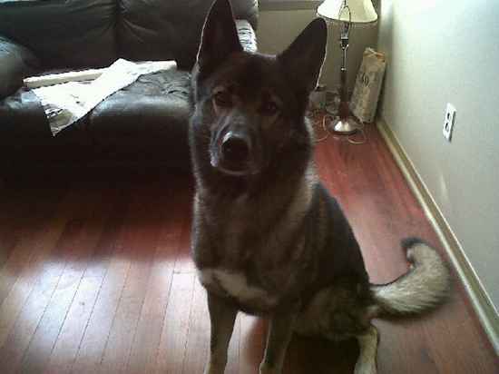 Slunja the German Shepherd Dog Mix