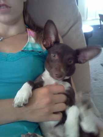 Cassious clay the Chiweenie