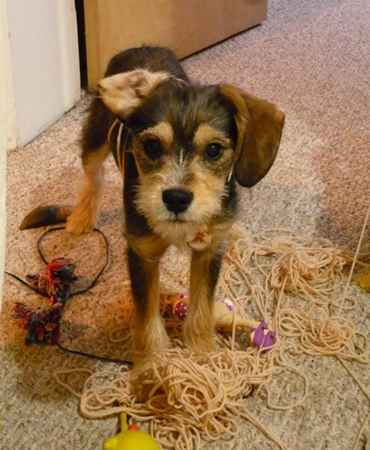 Iggy Pup the King Schnauzer