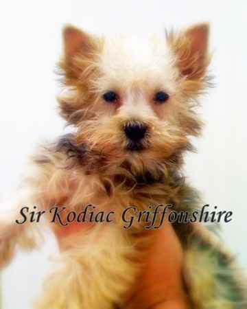 Kodiak (Kodi) the Griffonshire
