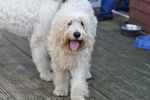 Hunny 'B' the Goldendoodle