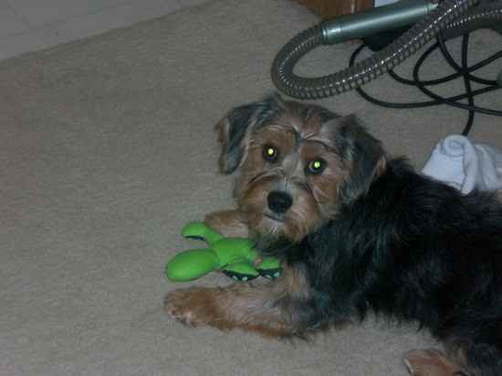 Chevy the King Charles Yorkie