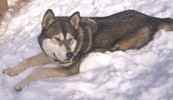 Chukchi the Siberian Indian Dog