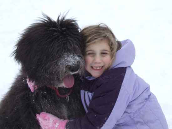 Photo of Walter the Sheepadoodle