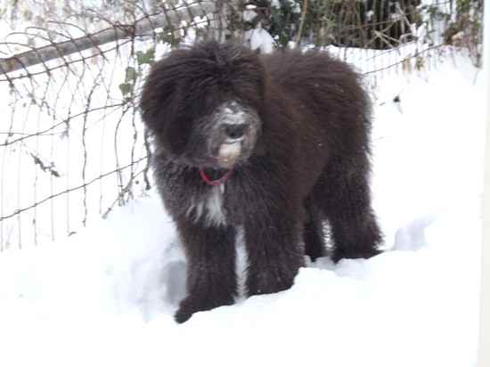 Photo of Walter the Sheepadoodle
