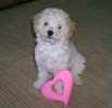 Sophie the Maltipoo