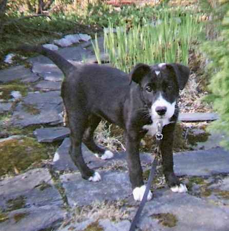 Lizzie the Borador