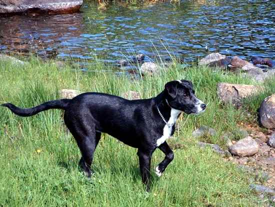 Lizzie the Borador