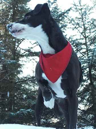 Lizzie the Borador