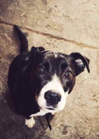 Lizzie the Borador