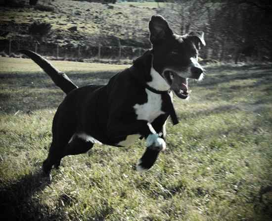 Lizzie the Borador