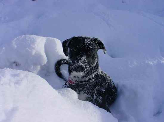 Ozzie the Borador