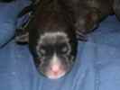 puppies the Pitweiler