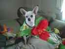 Romeo the Chihuahua