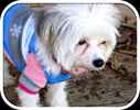 Madonna  Carey the Chinese Crested