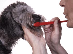 Brushing Your Dog's Teeth
