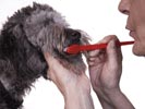 Brushing Your Dog's Teeth | Canine Dental Health