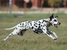 Choosing the Right Dog Park