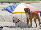 How to Keep Your Pets Safe in Hot Weather