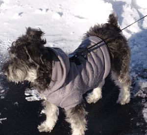 How to Protect Your Dog in Cold Weather