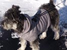 How to Protect Your Dog in Cold Weather | Dogs in the Cold