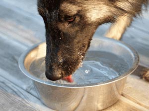 Providing Water for Your Dog