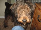 The Airedoodle and Addison's Disease | Airedale | Poodle