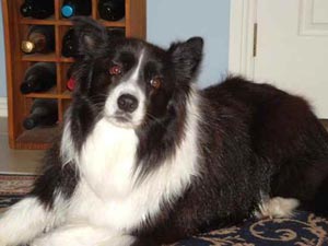 The Border Collie Road Test