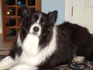 The Border Collie Road Test | Border Collies
