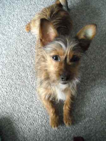 Lilly the Chorkie