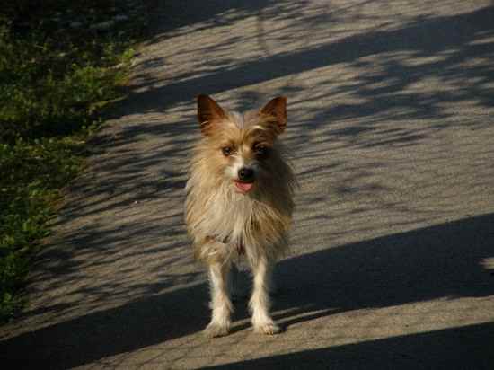 Toya the Yorkshire Terrier Mix