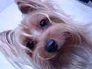 Doggie the Silky Terrier Mix