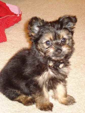 Colby the Chorkie