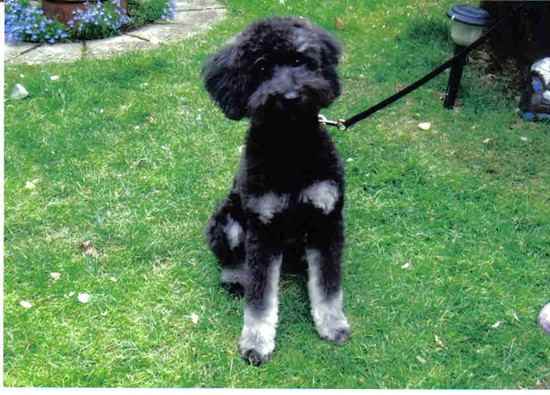albert the Poodle Mix