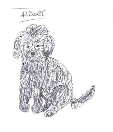 albert the Poodle Mix
