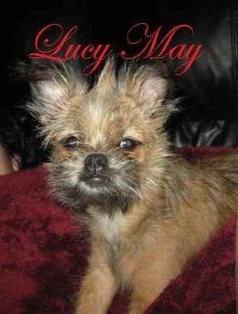 Lucy  the Chussel