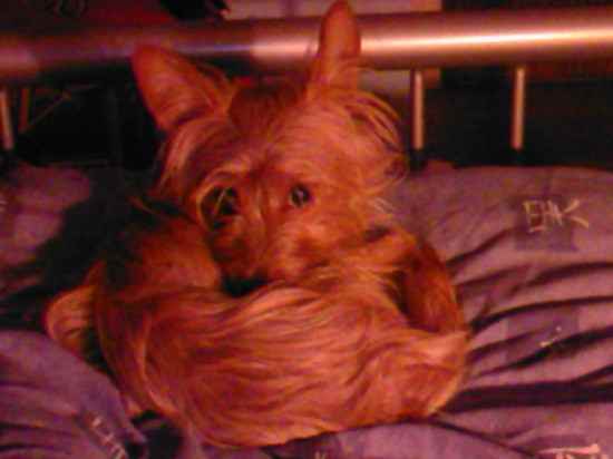 kip the Yorkie Russell