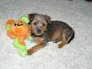Griffey the Yorkie Russell