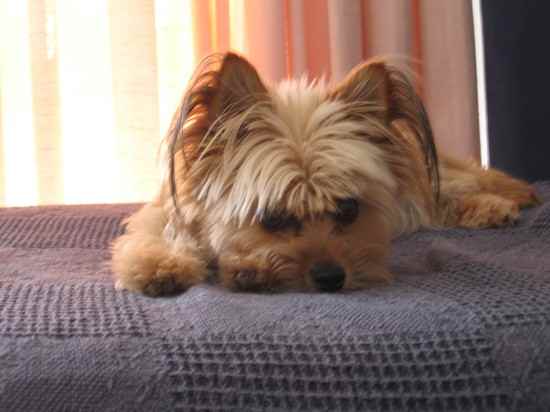 Chewy the Silky Terrier Mix