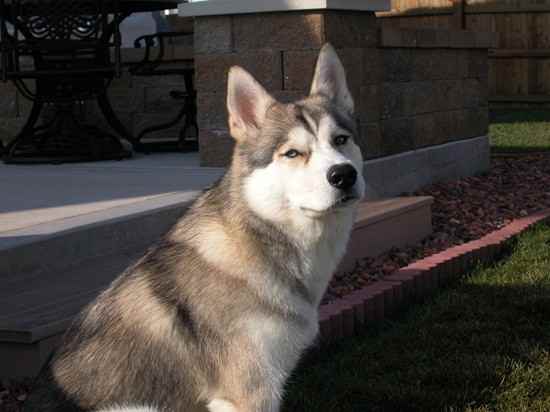 CHAKOTAY the Siberian Indian Dog