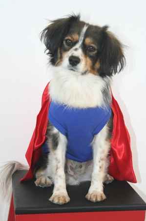 Super the Cav-A-Mo