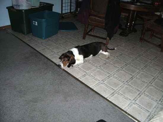 Benny the Basset Hound Mix