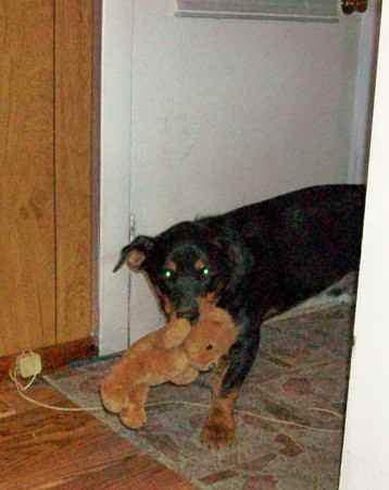 Lil Man Kane the Rottweiler Mix