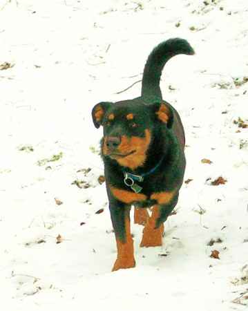 Lil Man Kane the Rottweiler Mix