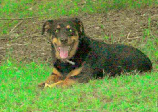 Lil Man Kane the Rottweiler Mix