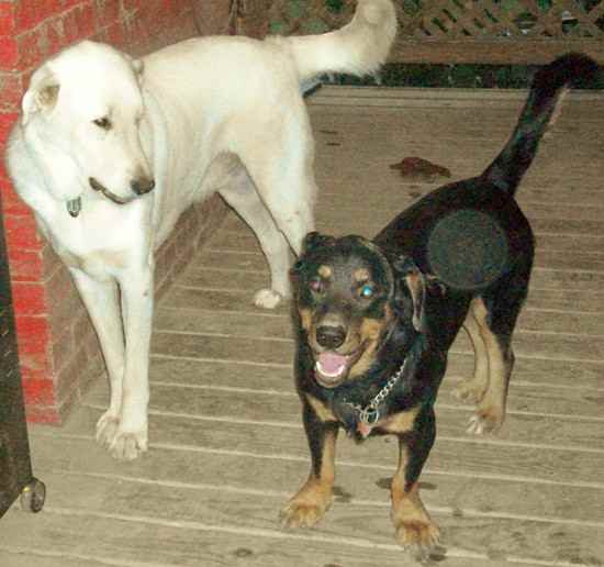 Lil Man Kane the Rottweiler Mix - Designer Dog Photo Gallery (6009)