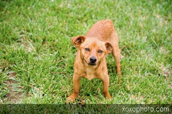 Chauncey the Miniature Pinscher Mix