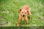 Chauncey the Miniature Pinscher Mix