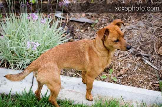 Chauncey the Miniature Pinscher Mix